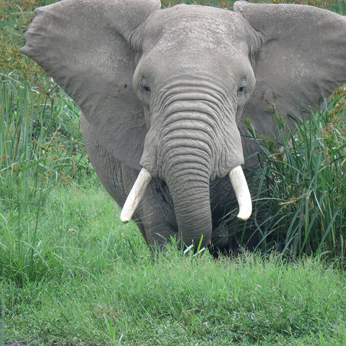 kenya elephant